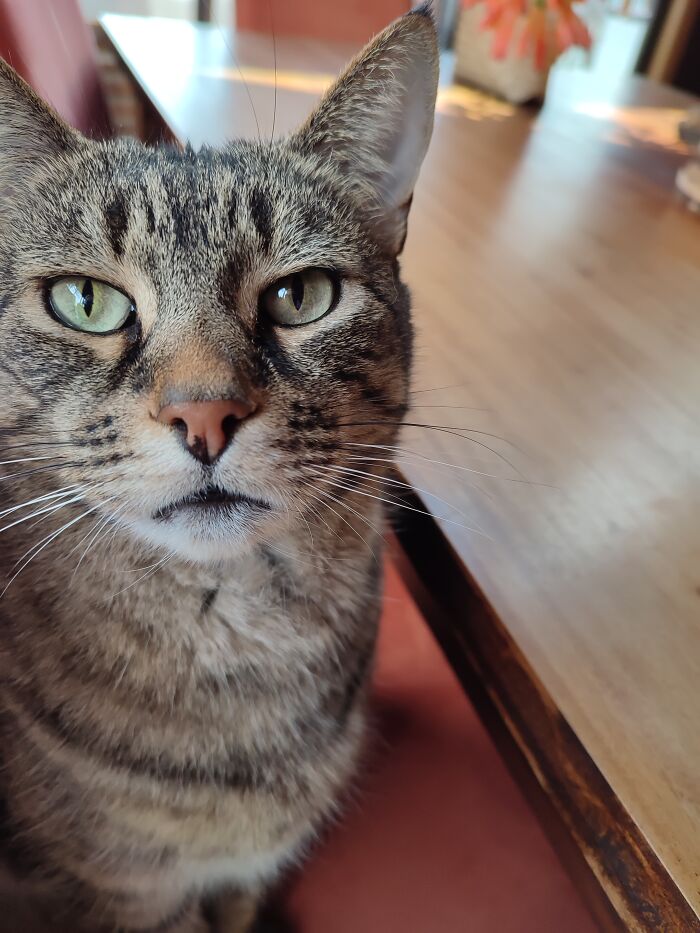 Meet Weasel, Never Truly Ours, We Just Fed Him. He Was Definitely A Neighbourhood Cat