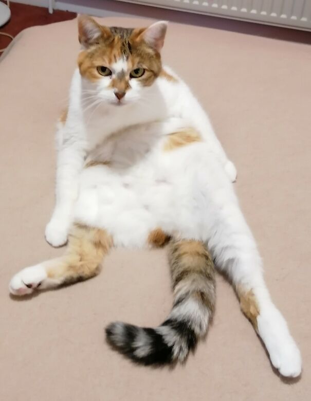 This Is Pepper In One Of Her Favourite Postures, Note The Angry Goblin Expression On Her Face