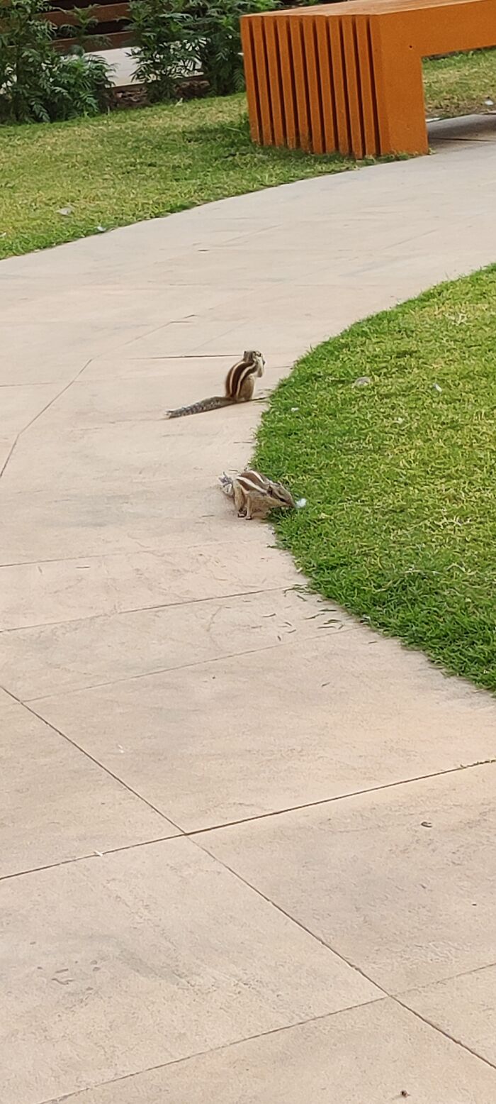 Squirrels Are Always Busy