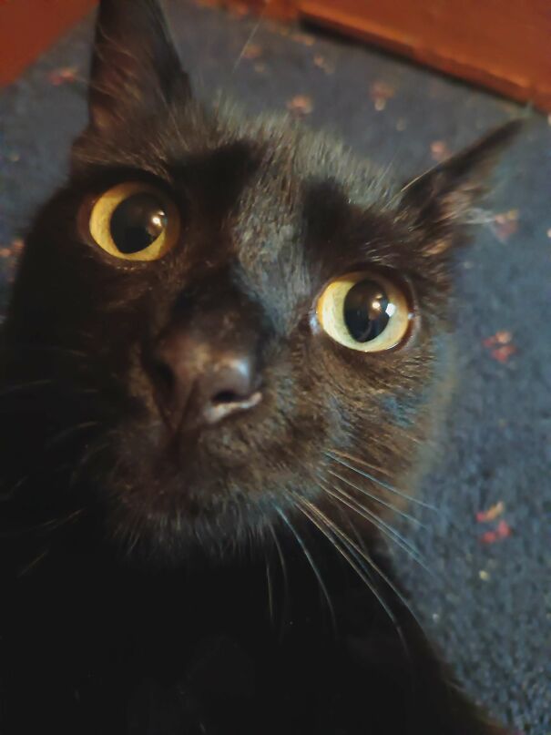 My Girlfriend’s Cat Chunky