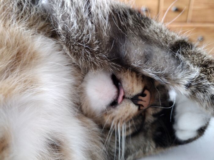 Miss Tillie - Oh, The Humanity!