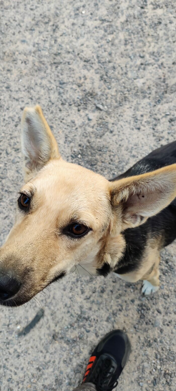 Street Doggy I Met During Morning Walk