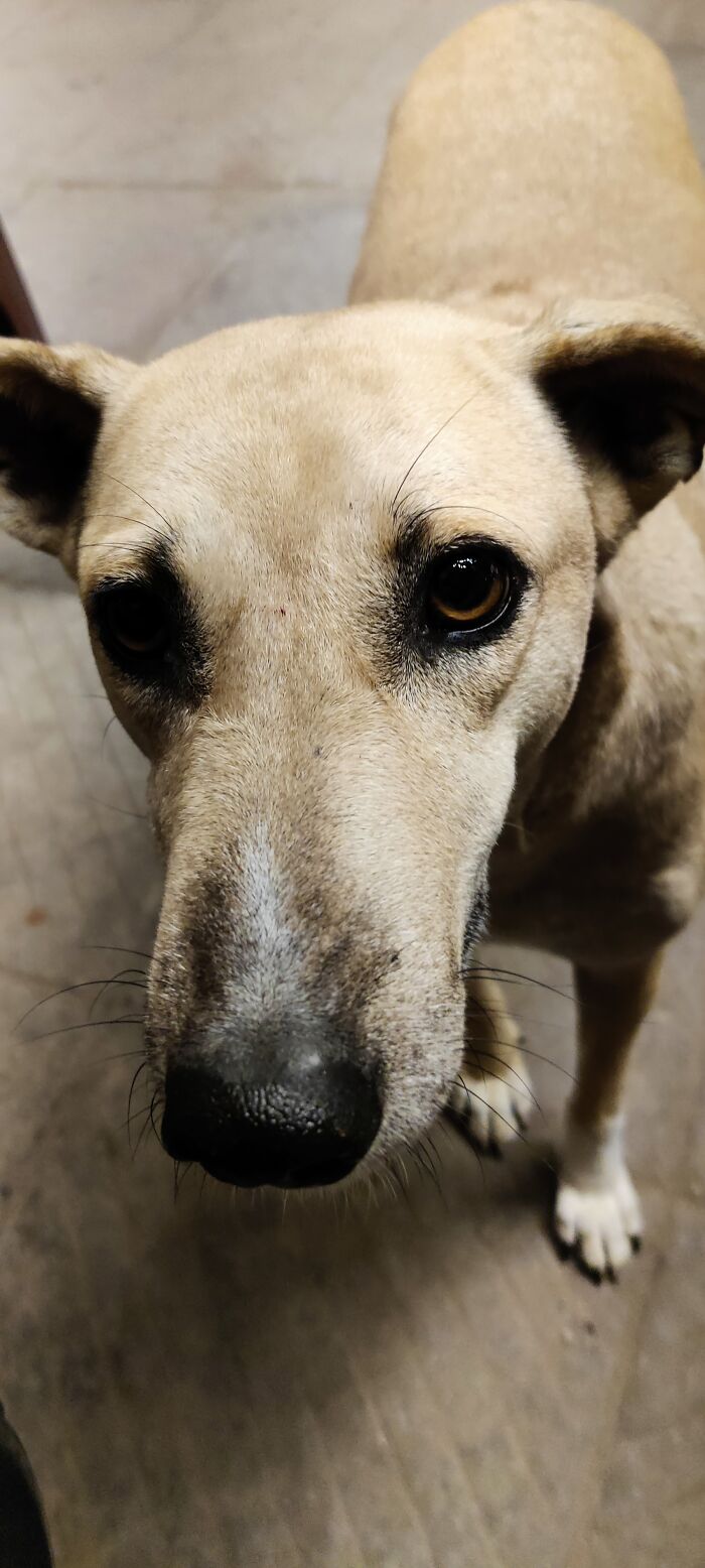 Curious Street Doggo