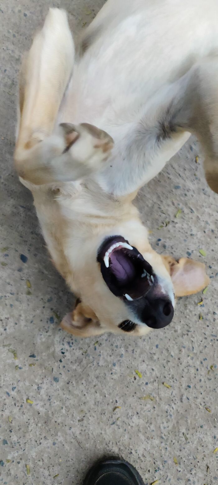 Playful Street Doggy
