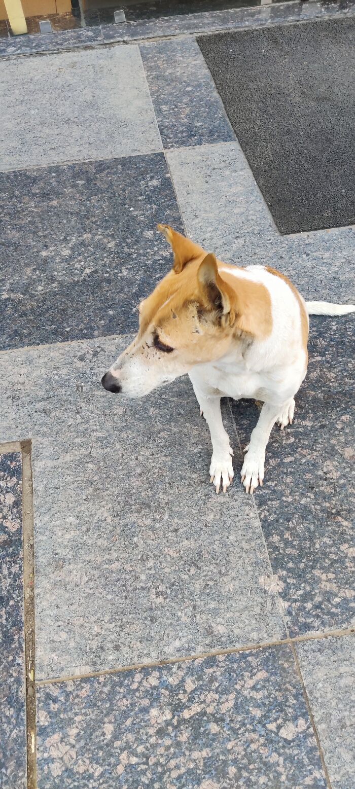 Look At The Camera Doggy