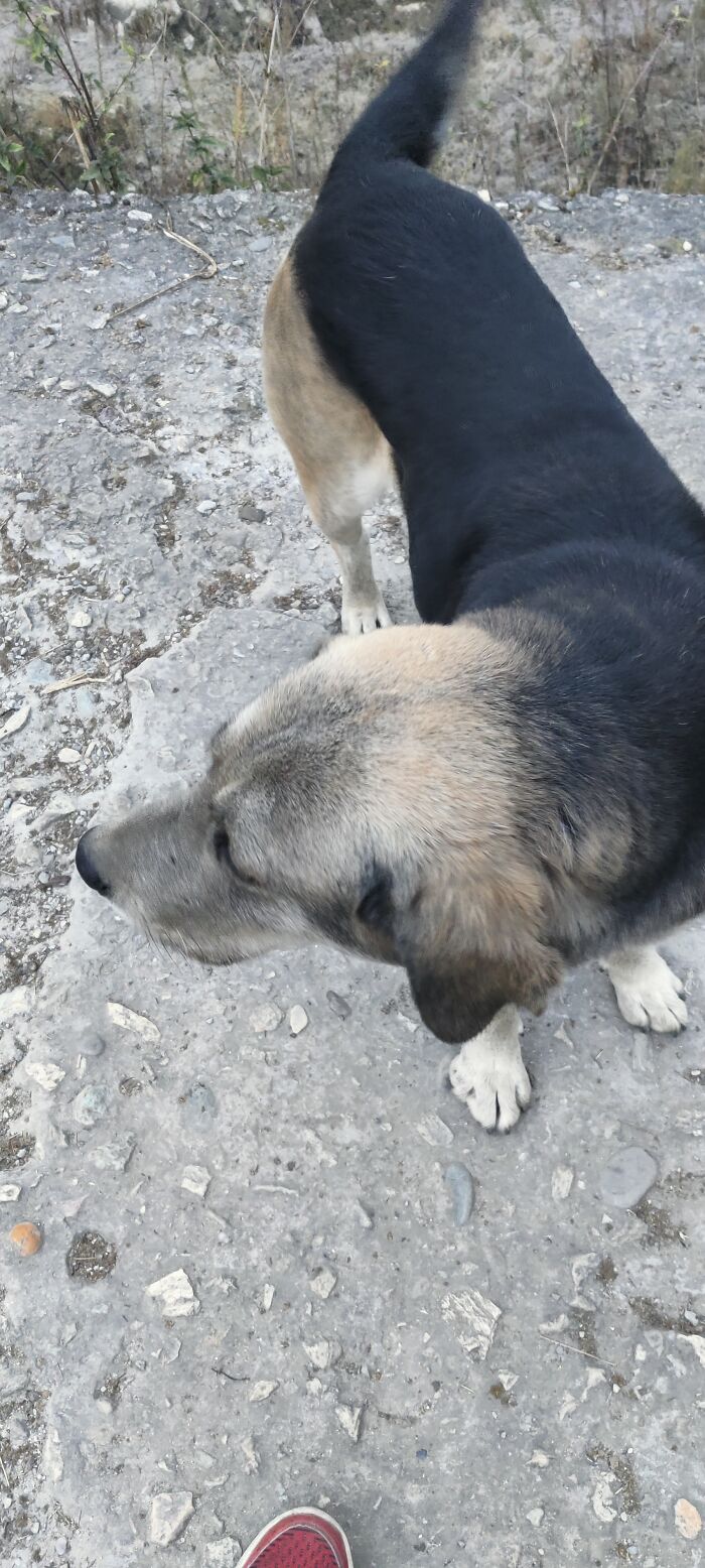 Friendly Mountain Dog I Met During Vacation