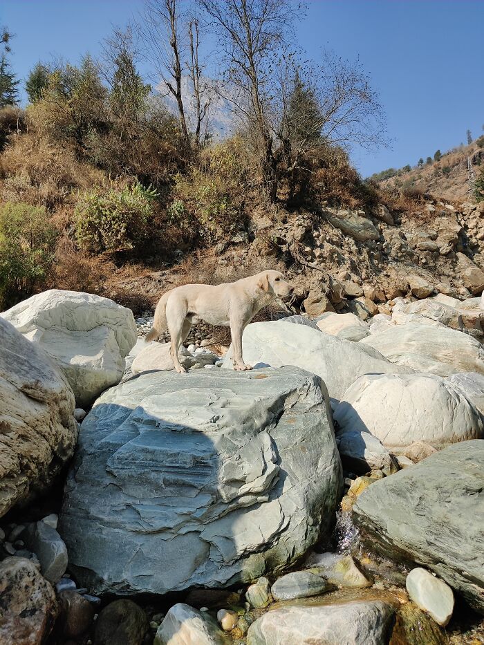 Friendly Mountain Dog I Met During Vacation