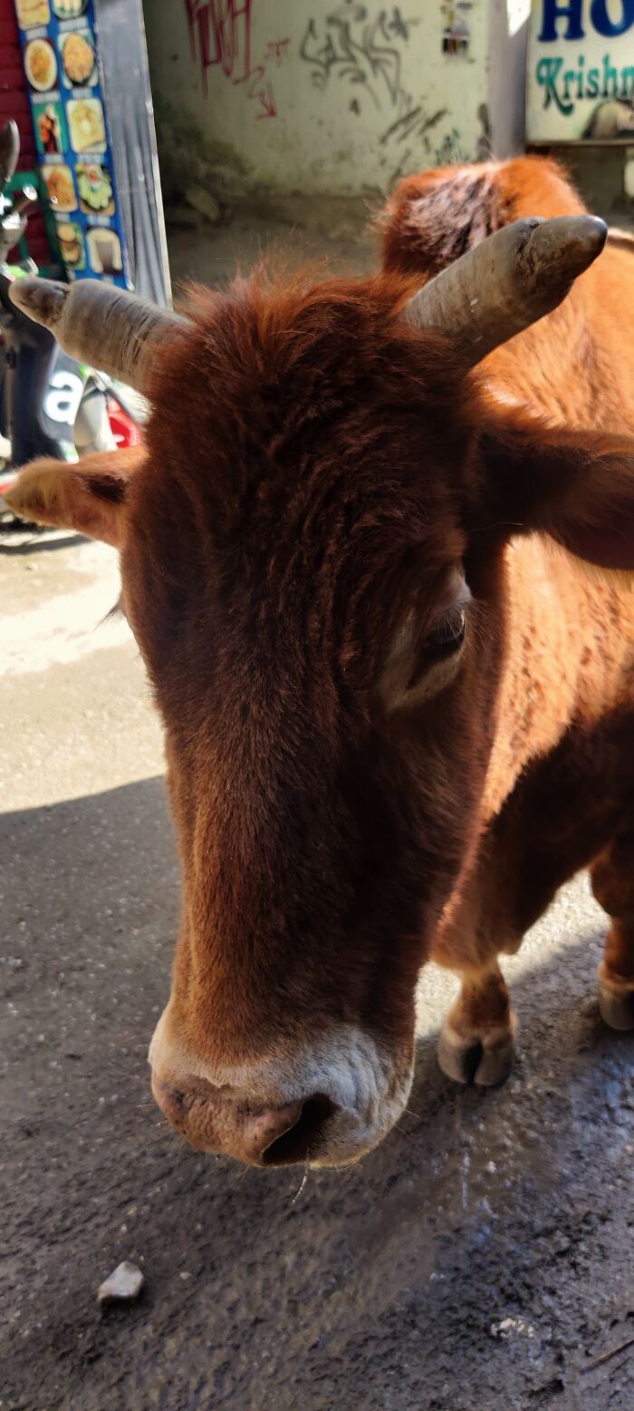 Mountain Cow I Met During Vacation