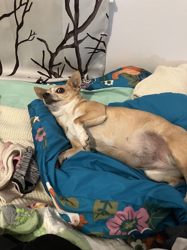 My Crazy Girl Lucy. Not Her Most Flattering Picture Lol