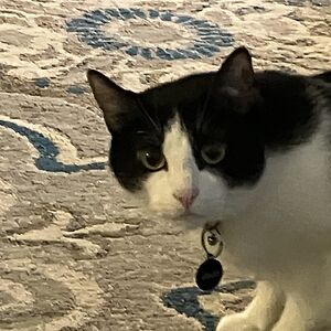 jacksoncoplin avatar