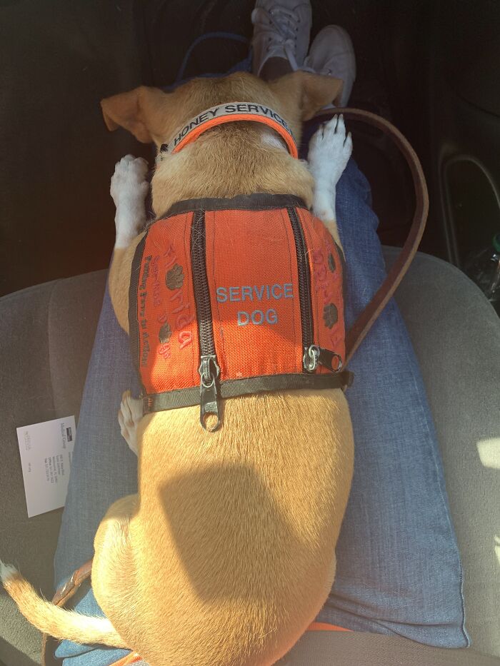 Meet Honey, The Service Dog Who's Wee But Mighty