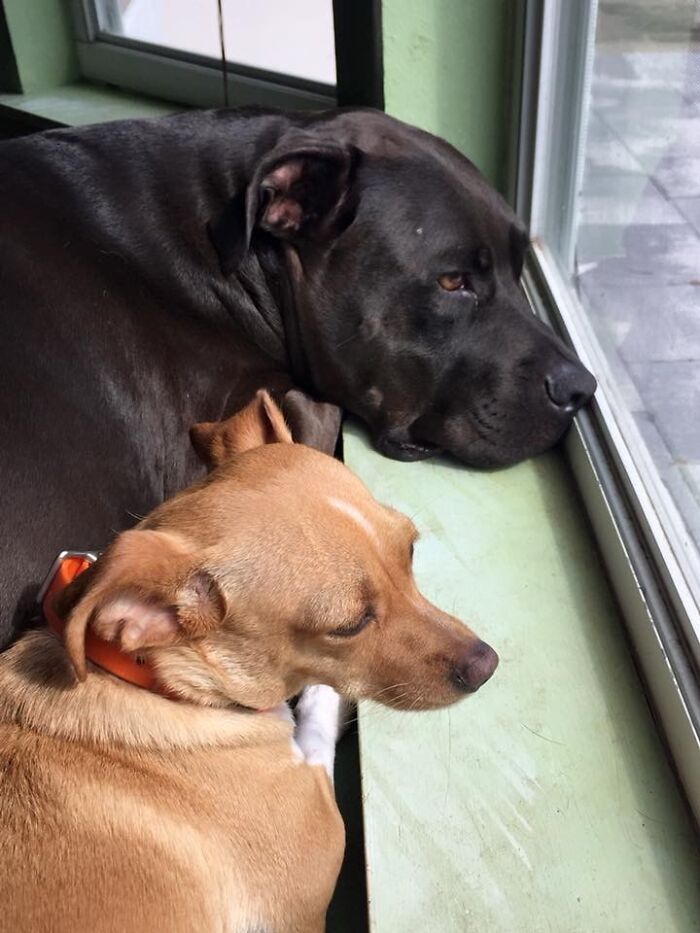 Meet Honey, The Service Dog Who's Wee But Mighty