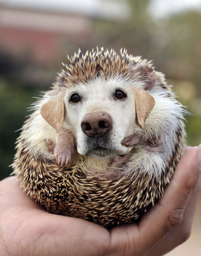 Hedgedog