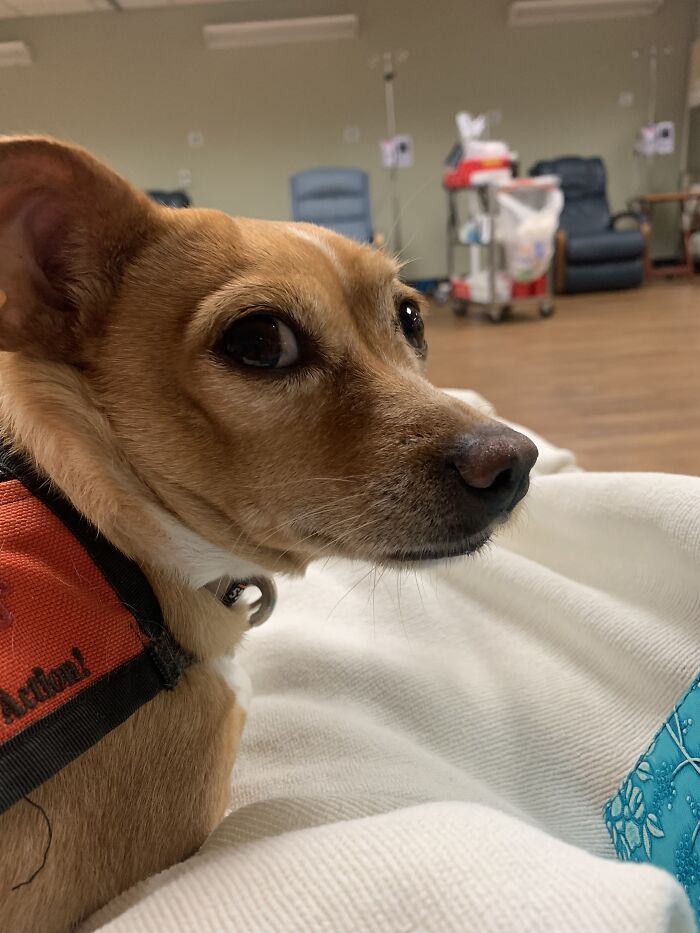 Meet Honey, The Service Dog Who's Wee But Mighty