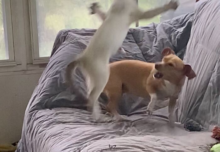 Meet Honey, The Service Dog Who's Wee But Mighty