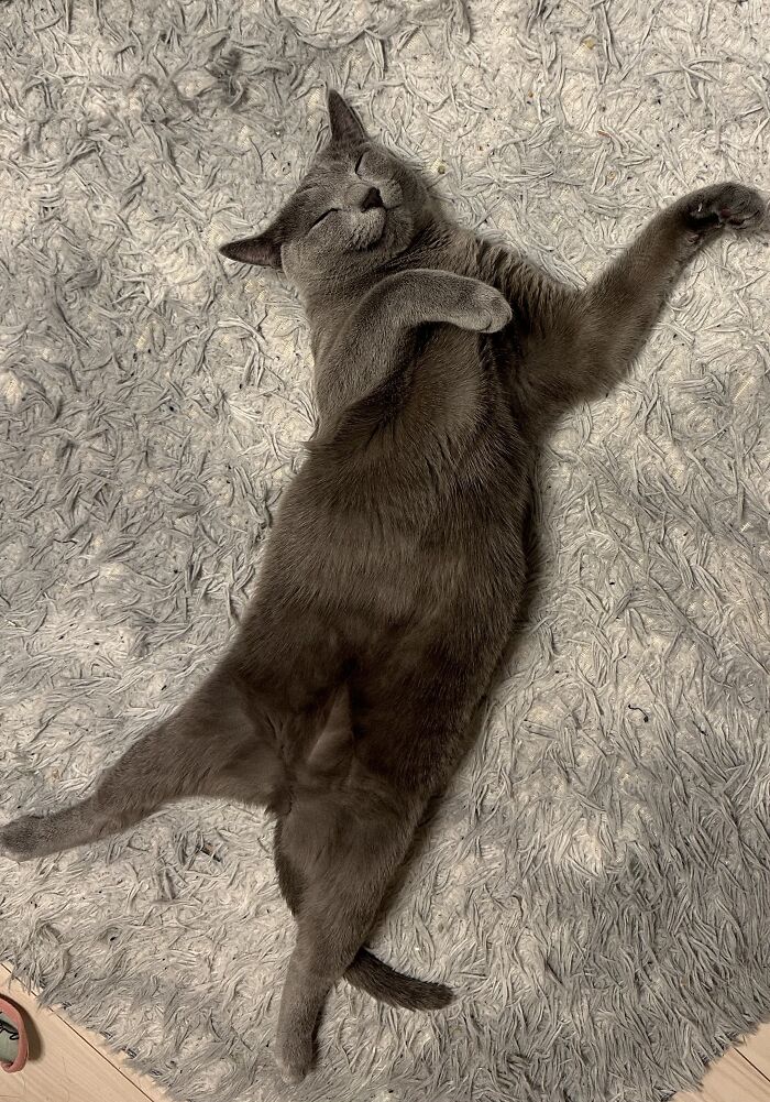 Just One Happy Kitty