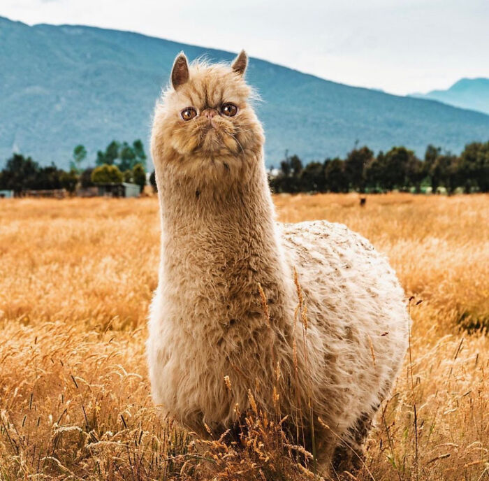 Alpacat