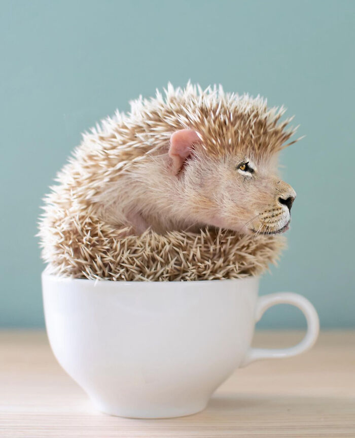 Teacup Hedgelion
