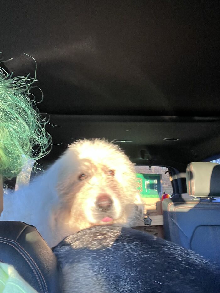 Russell (Featuring My Hair And My German Shepherd’s Back)