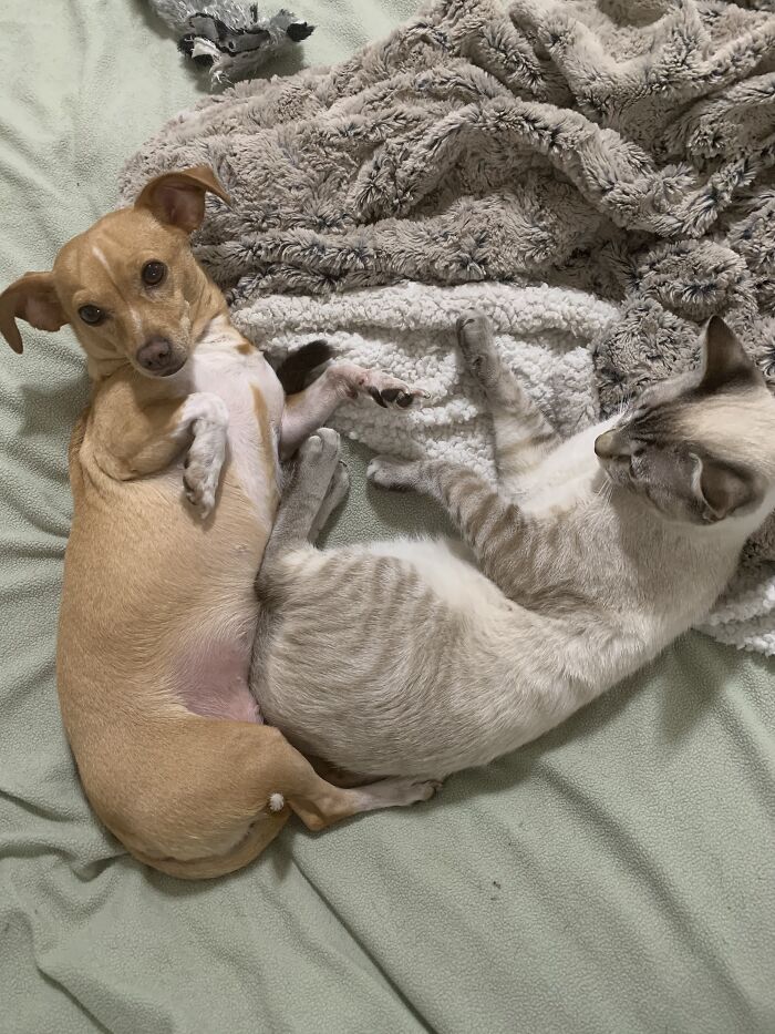 Meet Honey, The Service Dog Who's Wee But Mighty