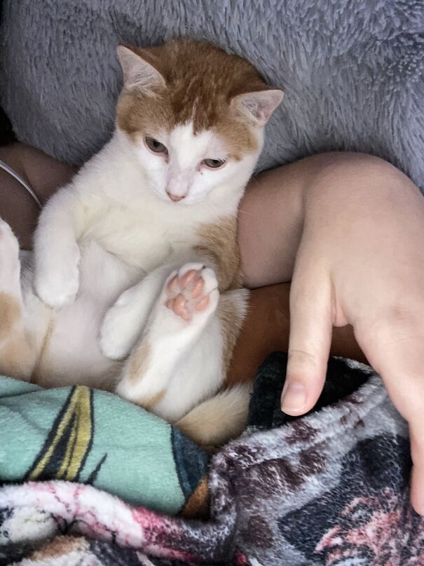 This Is My Cat Zeus, He Always Sits Like This