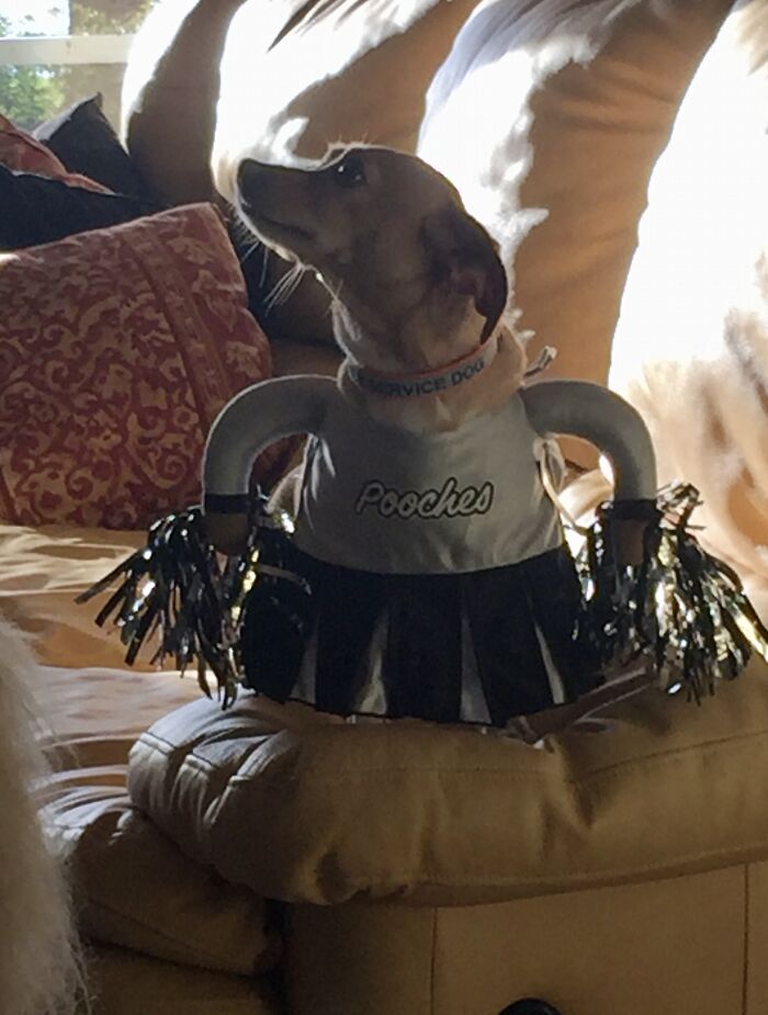 Meet Honey, The Service Dog Who's Wee But Mighty