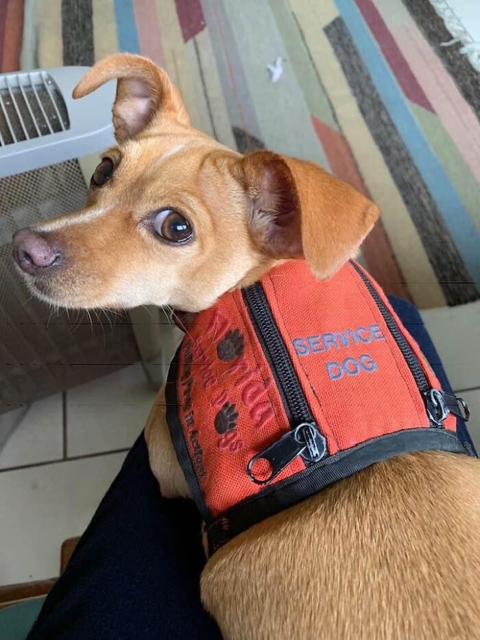 Meet Honey, The Service Dog Who's Wee But Mighty