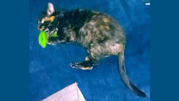 My Pet Goblin Cinder