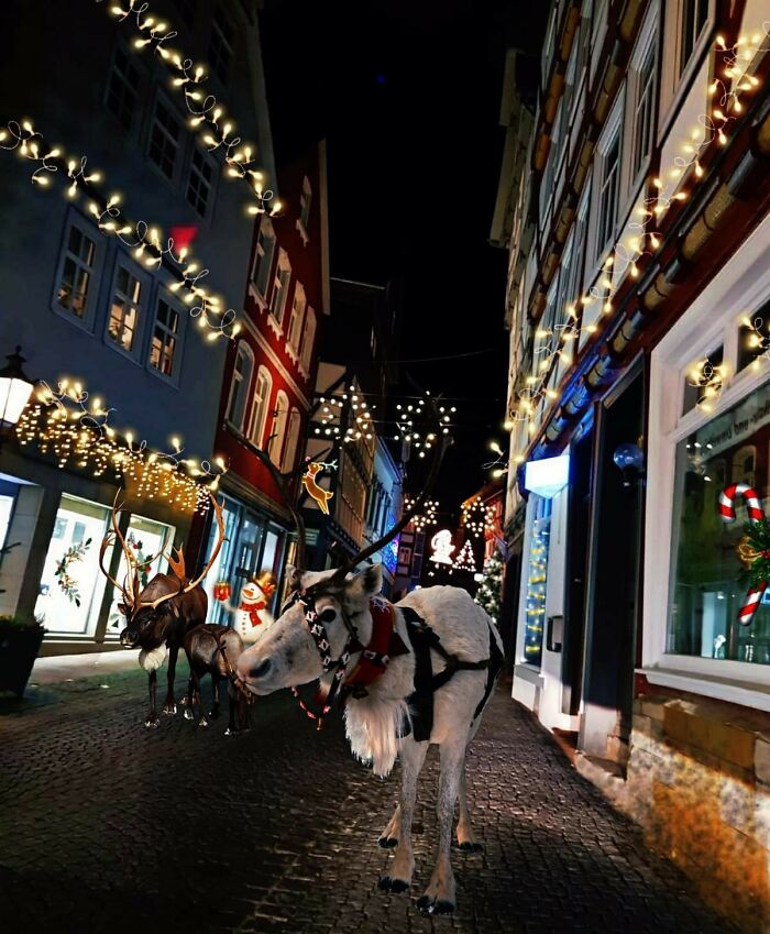 Reindeer In The Old Town