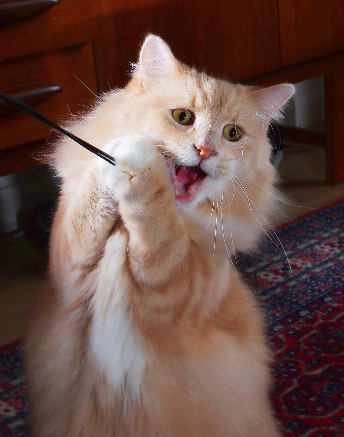 After Being Made Redundant, I Made My Hobby A Full-Time Job