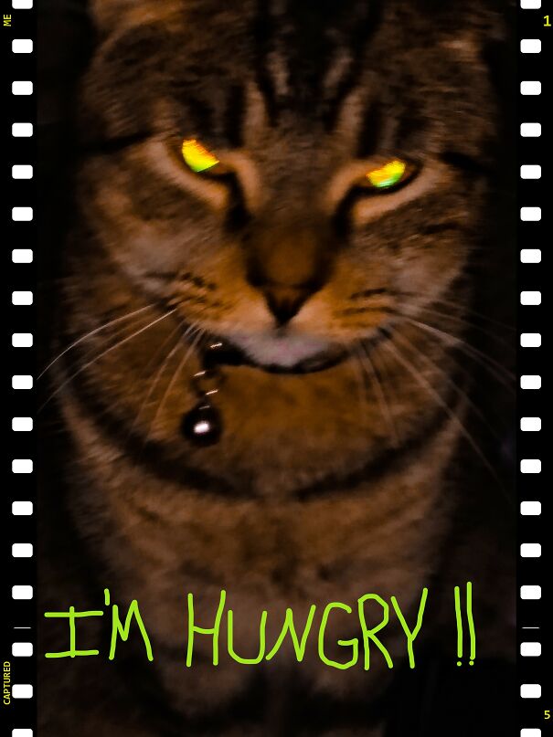 Koda When His Bowl Is Empty