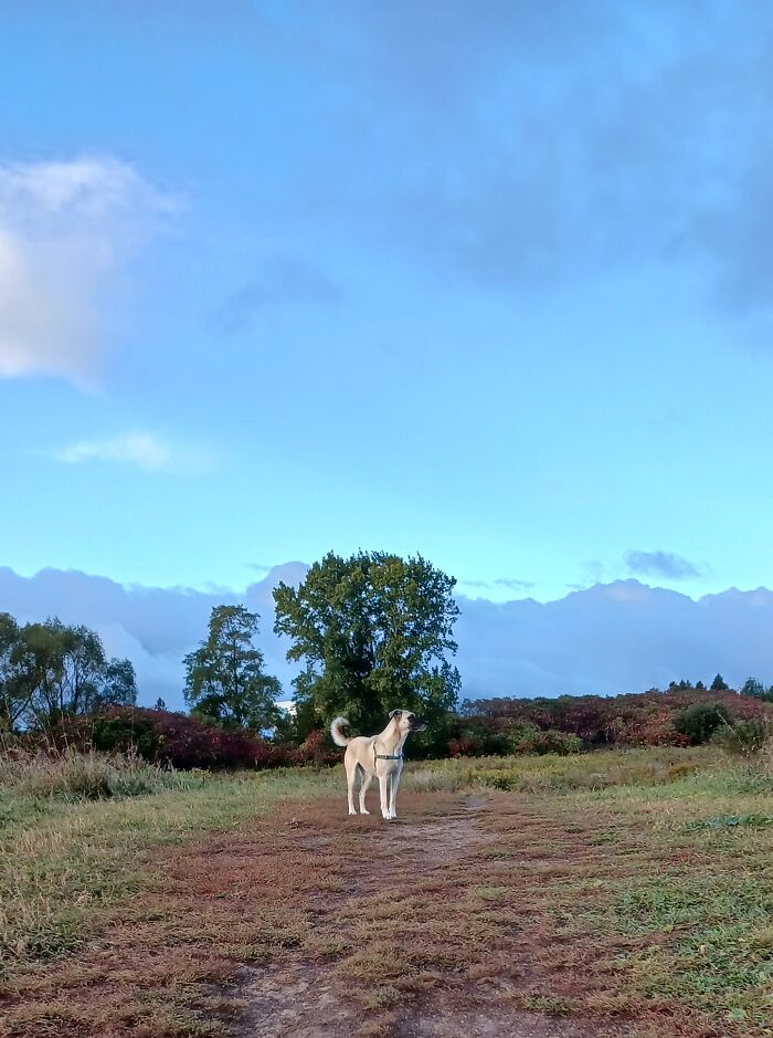 The Noble Beast - My Dog Kiju - April 2023 (It Was Like She Was Posing For Me!)