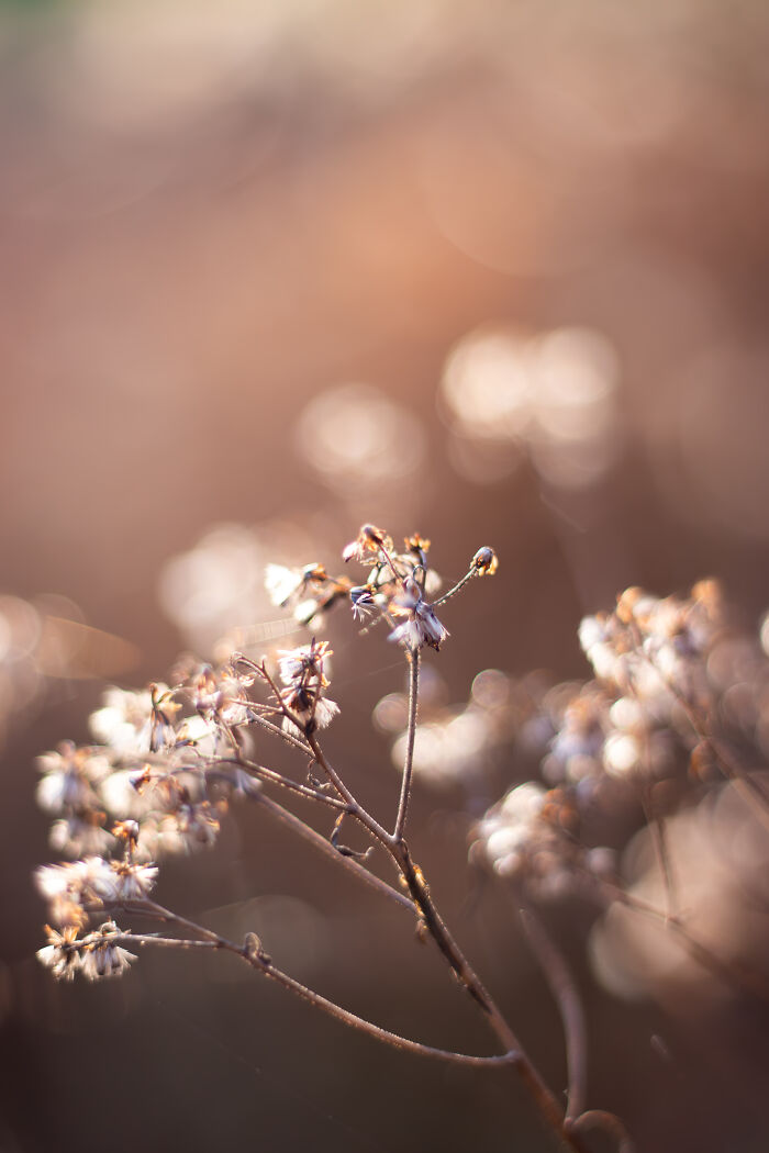 One Of My First Photos I Took With My New 50mm F/1.8 Lens