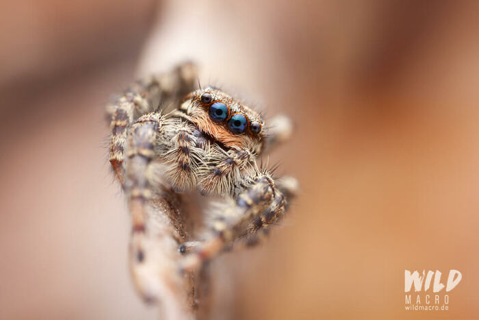 Christian Brokes's Stunning Macro Photography With Godox V1