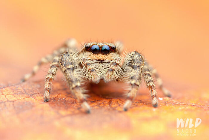 Christian Brokes's Stunning Macro Photography With Godox V1