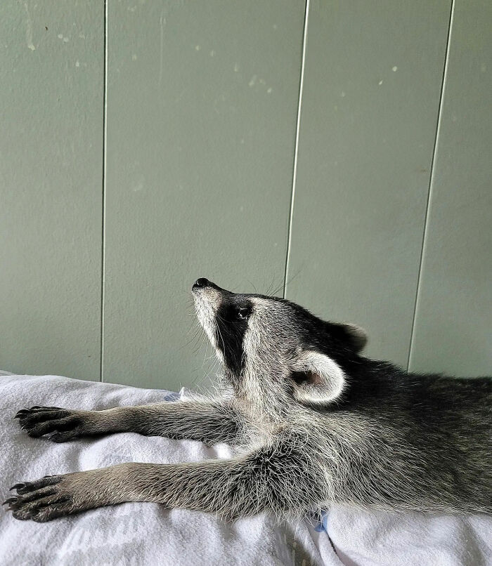 This Rescued Raccoon Fought For His Life Since The Beginning And Now He’s Thriving This Rescued Raccoon Fought For His Life Since The Beginning And Now He’s Thriving