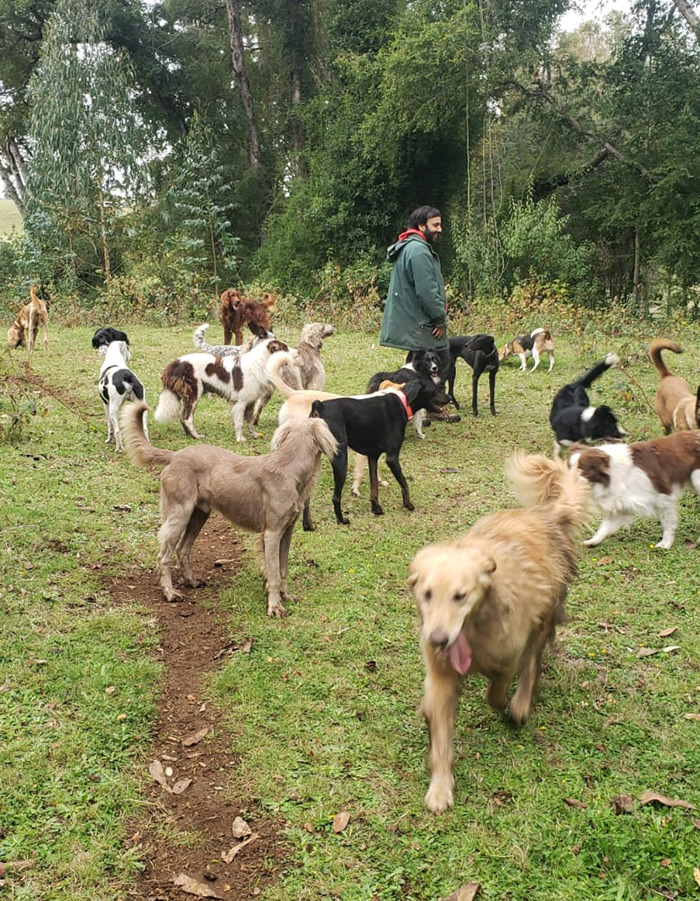 A Couple And Their 31 Four-Legged Family Members Found A Home After Their Video Asking For Help Went Viral