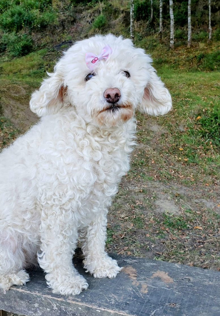 A Couple And Their 31 Four-Legged Family Members Found A Home After Their Video Asking For Help Went Viral