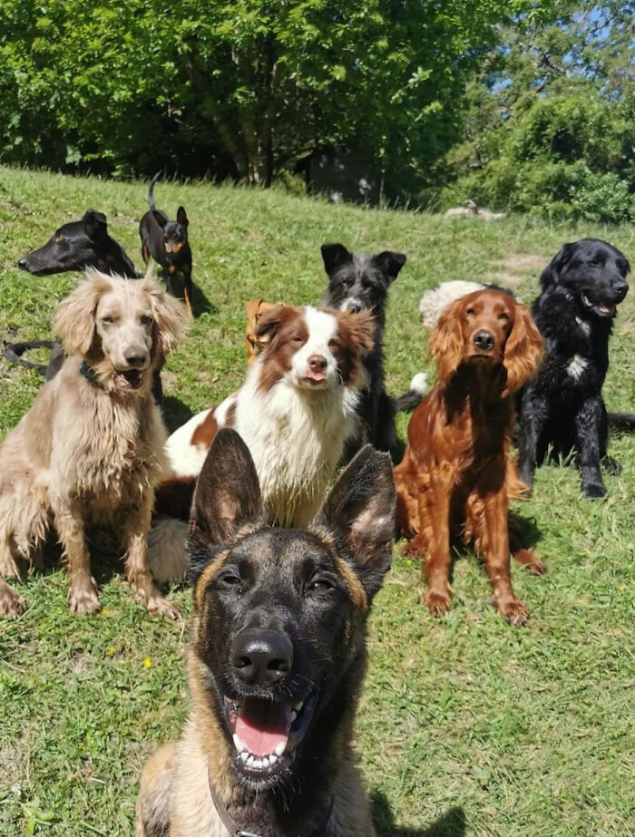 A Couple And Their 31 Four-Legged Family Members Found A Home After Their Video Asking For Help Went Viral