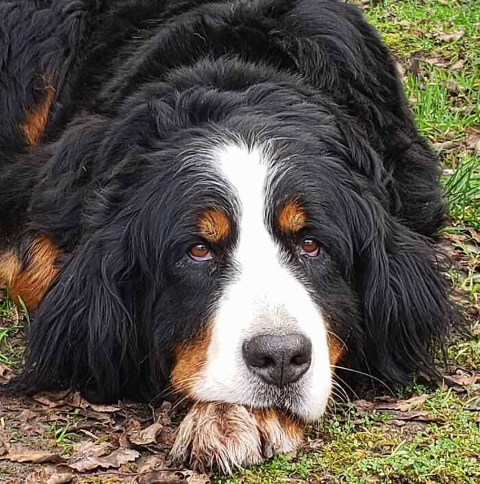 A Couple And Their 31 Four-Legged Family Members Found A Home After Their Video Asking For Help Went Viral