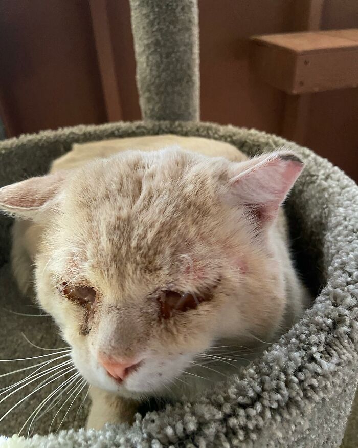 From Feral To House Cat: Transformation Story Of A Gentle Cat That Didn&rsquo;t Fit In With Others