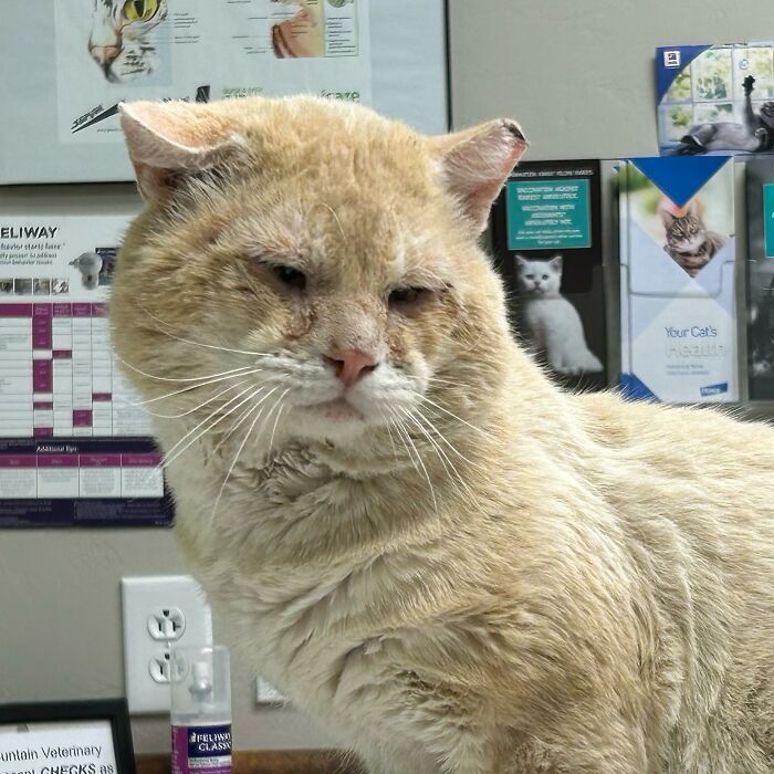 From Feral To House Cat: Transformation Story Of A Gentle Cat That Didn&rsquo;t Fit In With Others