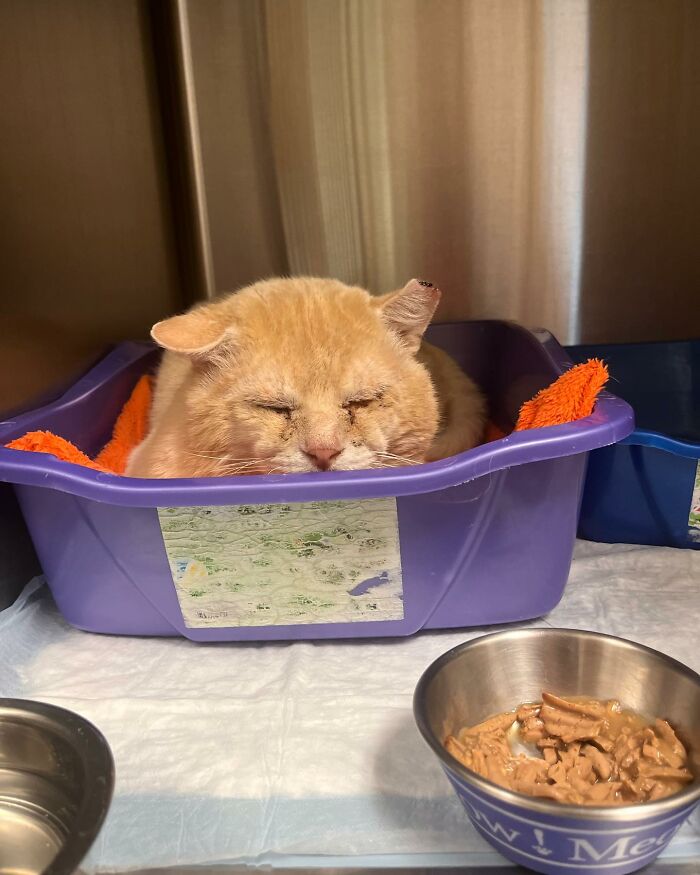 From Feral To House Cat: Transformation Story Of A Gentle Cat That Didn&rsquo;t Fit In With Others