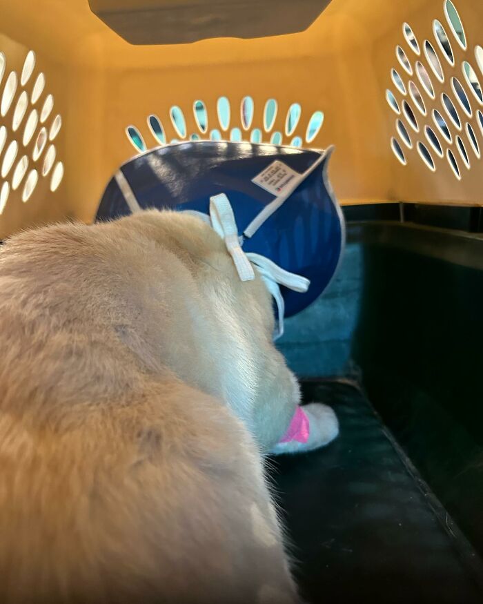 From Feral To House Cat: Transformation Story Of A Gentle Cat That Didn&rsquo;t Fit In With Others