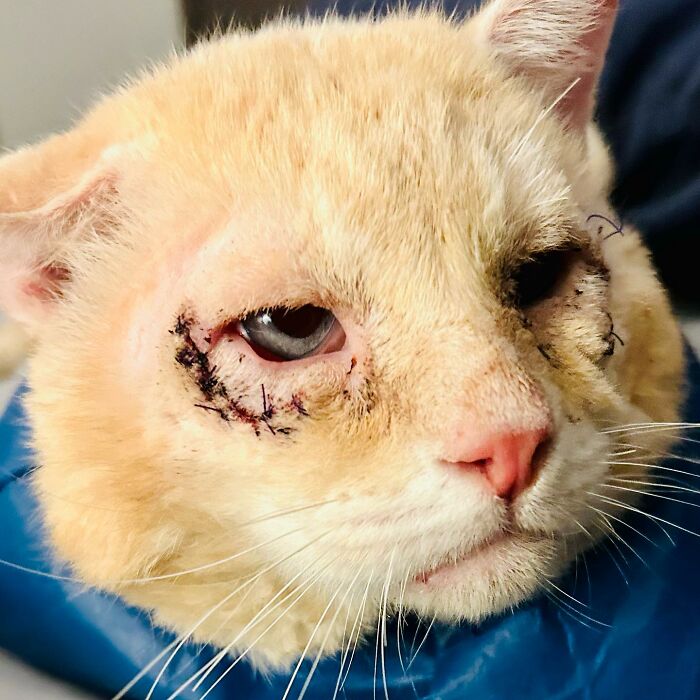 From Feral To House Cat: Transformation Story Of A Gentle Cat That Didn&rsquo;t Fit In With Others