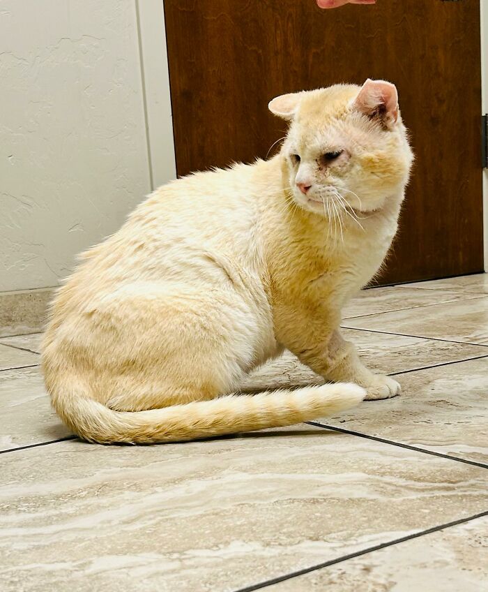 From Feral To House Cat: Transformation Story Of A Gentle Cat That Didn&rsquo;t Fit In With Others