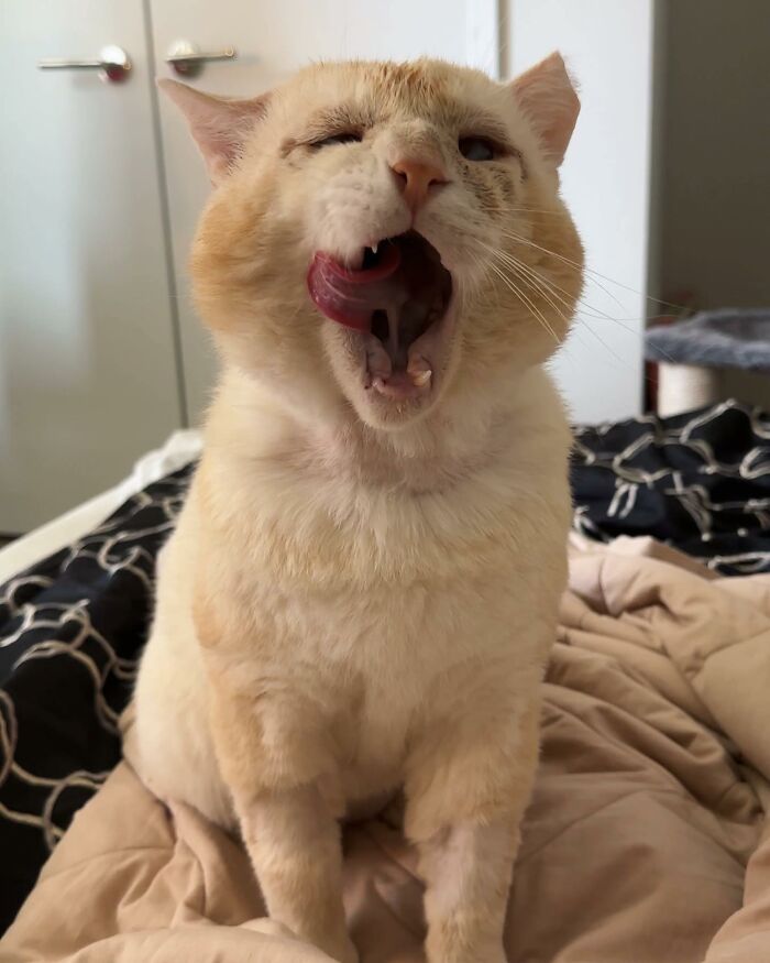 From Feral To House Cat: Transformation Story Of A Gentle Cat That Didn&rsquo;t Fit In With Others