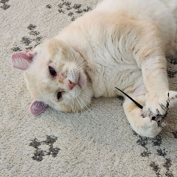 From Feral To House Cat: Transformation Story Of A Gentle Cat That Didn&rsquo;t Fit In With Others