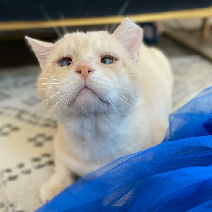 From Feral To House Cat: Transformation Story Of A Gentle Cat That Didn&rsquo;t Fit In With Others