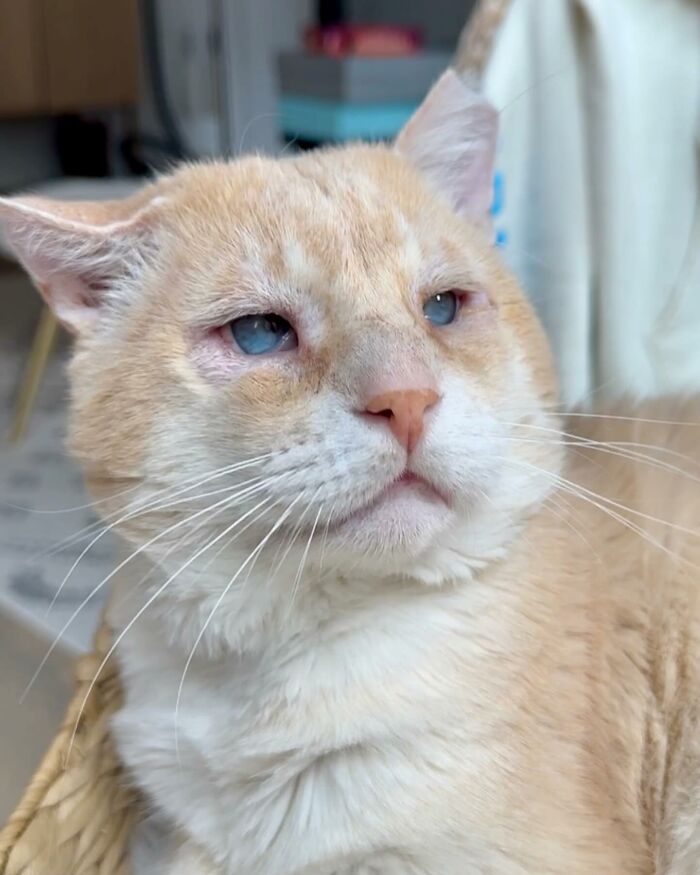 From Feral To House Cat: Transformation Story Of A Gentle Cat That Didn&rsquo;t Fit In With Others